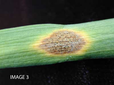 Image-3-leaf-spot.jpg Image-2-Stripe-Rust.jpg